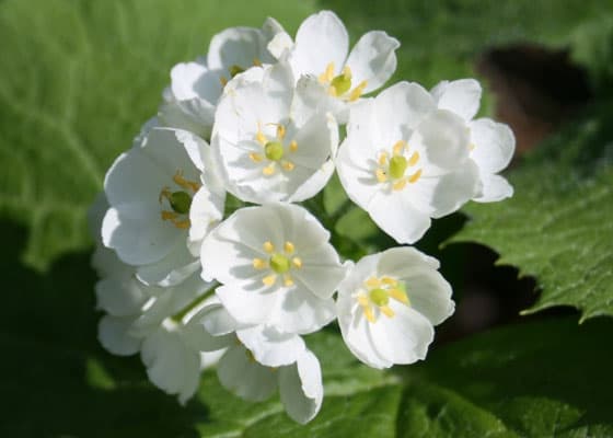 skeleton flower 1.jpg