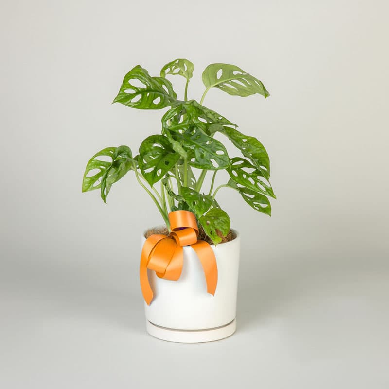 Featured Product Image